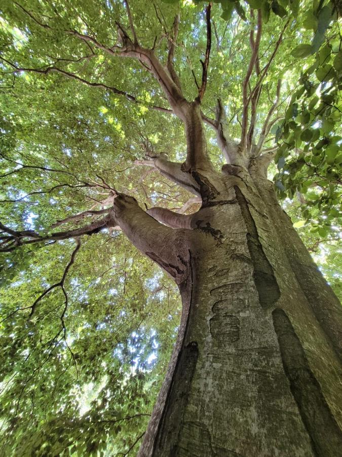 Grande Tente Tipi En Pleine Foret Burzet Zewnętrze zdjęcie